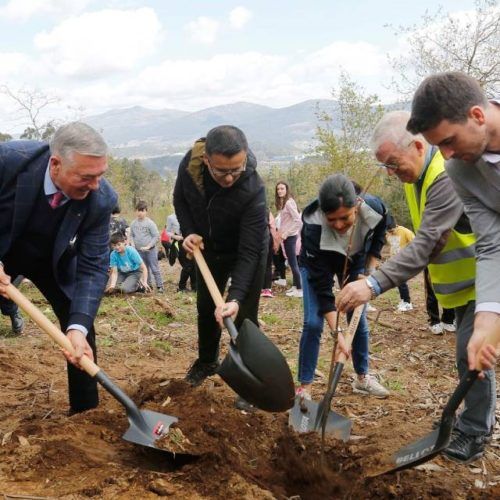 Mos reforesta o municipio con mil árbores