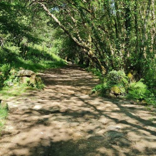 O programa “Bosques Terapéuticos” percorrerá a Illa do Tambo e a Ruta da Pedra e da Auga en Pontevedra