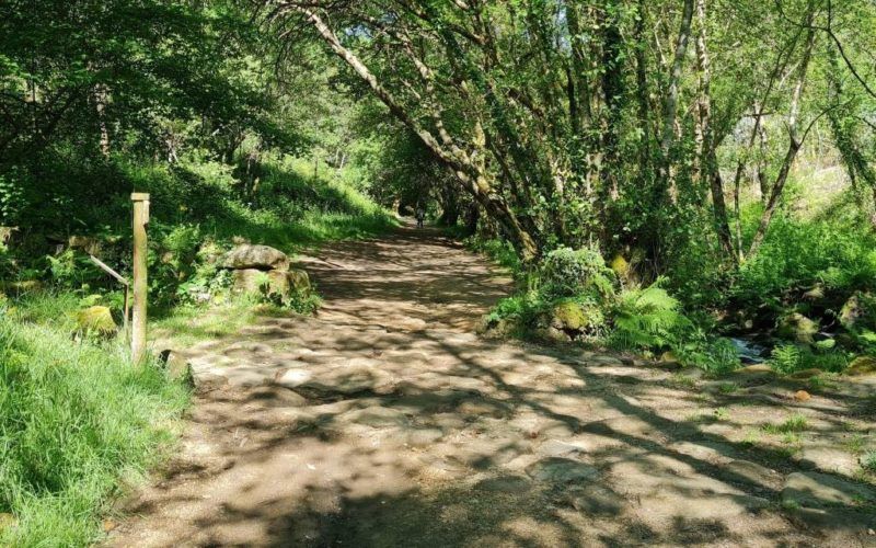 O programa “Bosques Terapéuticos” percorrerá a Illa do Tambo e a Ruta da Pedra e da Auga en Pontevedra