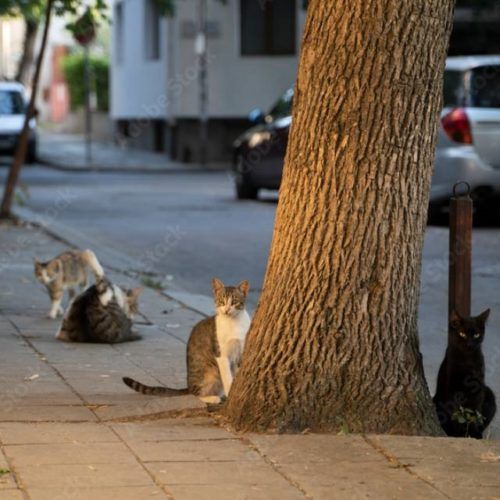 Colonias Felinas en Mos para acoller aos gatos rueiros