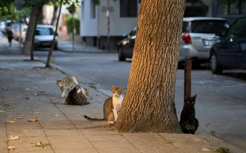 Colonias Felinas en Mos para acoller aos gatos rueiros