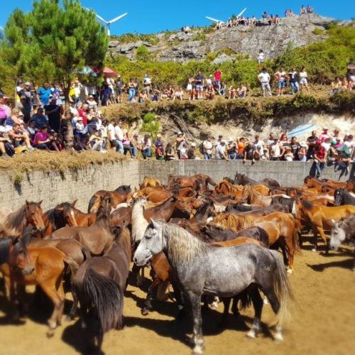A Cañiza volveu a celebrar o “Curro do Pedroso & Rapa das Bestas 2023”