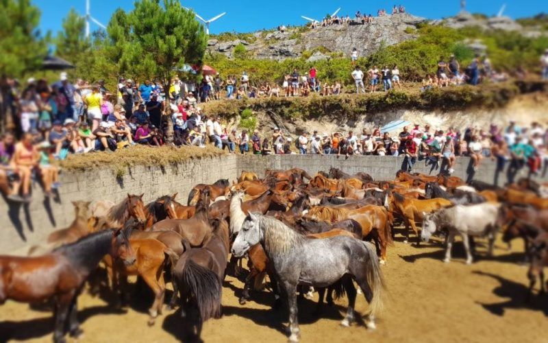 A Cañiza volveu a celebrar o “Curro do Pedroso & Rapa das Bestas 2023”
