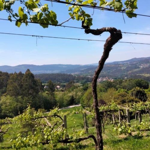 A poxa a colleita dos viñedos no Castelo de Soutomaior