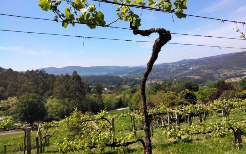 A poxa a colleita dos viñedos no Castelo de Soutomaior