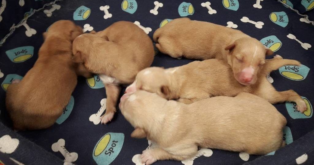 O CAAN rescata cinco cachorros dun colector na Cañiza
