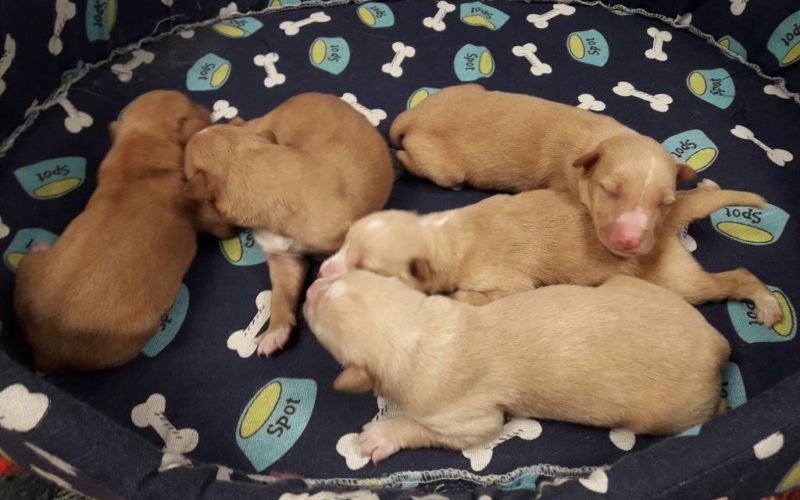 O CAAN rescata cinco cachorros dun colector na Cañiza