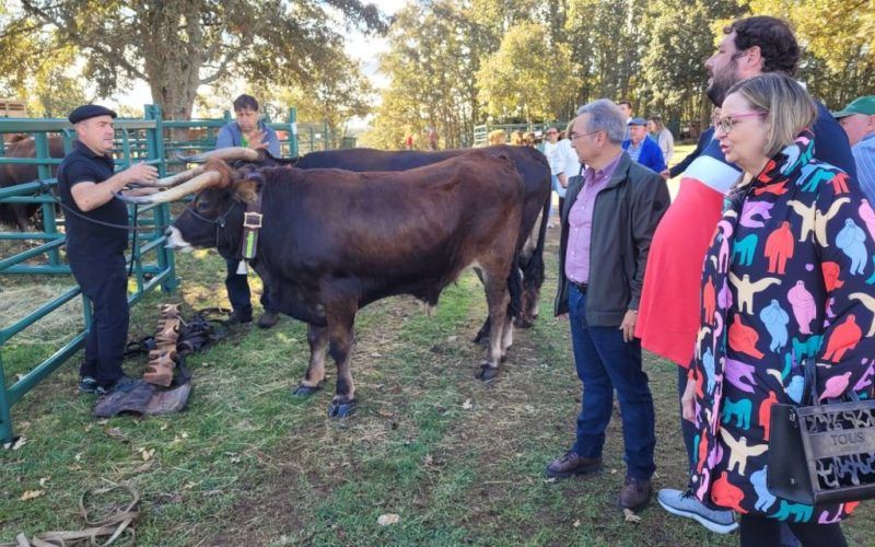 Crianza Trevinca mantén viva a tradición rural