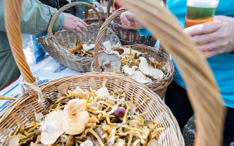 Xornadas Micolóxicas e Ambientais no Covelo