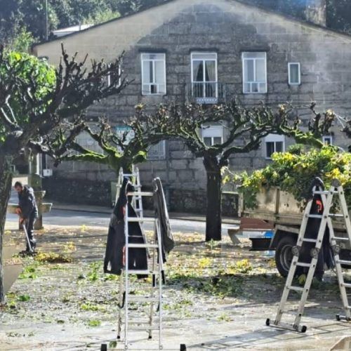 O Covelo prepara ás árbores das prazas