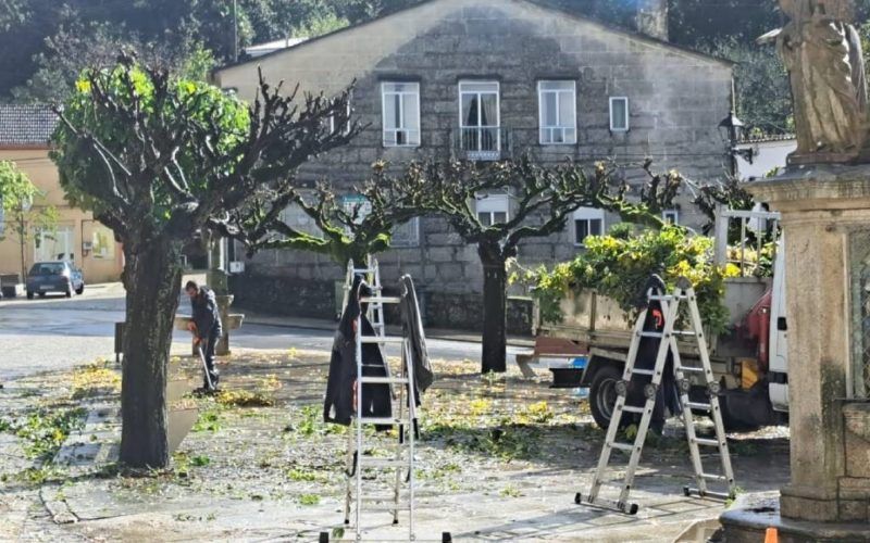 O Covelo prepara ás árbores das prazas