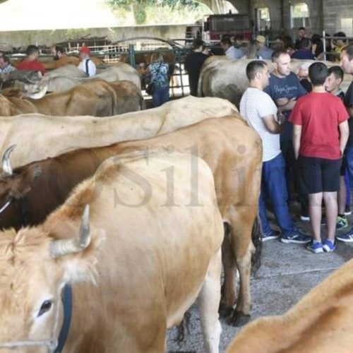 Castro Caldelas a prol da conservación das razas autóctonas de gando