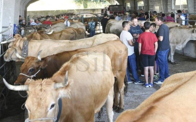 Castro Caldelas a prol da conservación das razas autóctonas de gando