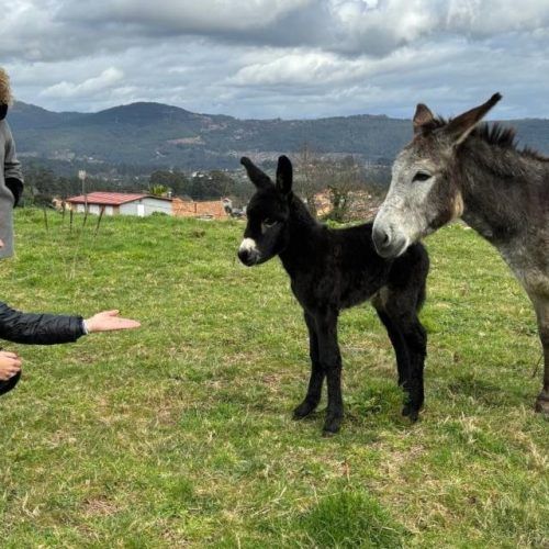 Mos recibe a Jamili, herdeiro do burro máis bonito de Galicia