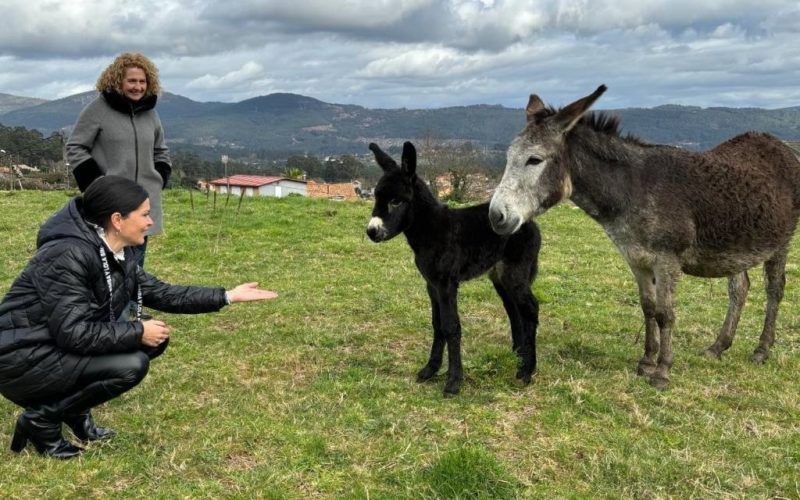 Mos recibe a Jamili, herdeiro do burro máis bonito de Galicia