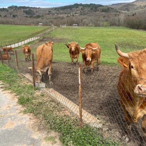 Vinte bois inician un novo proxecto de desenvolvemento rural en Allariz