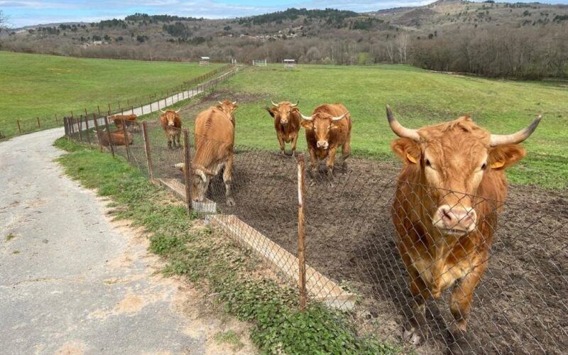 Vinte bois inician un novo proxecto de desenvolvemento rural en Allariz