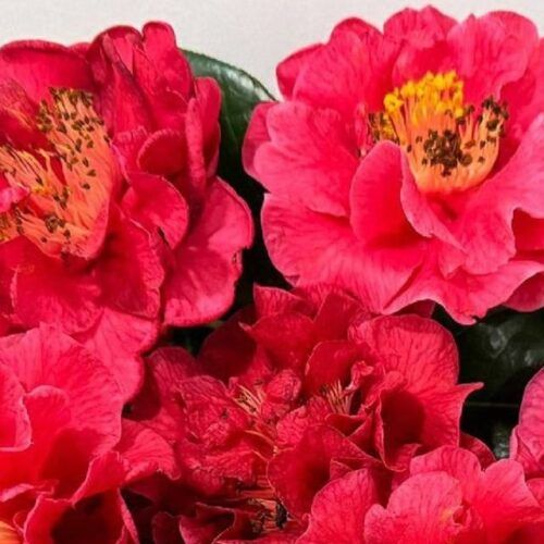 I Mostra da Camelia no Porriño