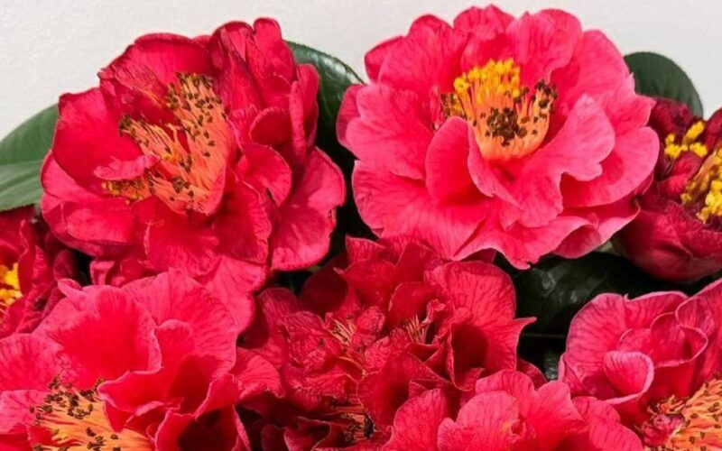 I Mostra da Camelia no Porriño