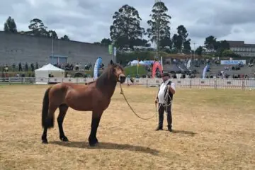 “Despois de gañar en Silleda, o Artai de Normandy ten un maior caché”