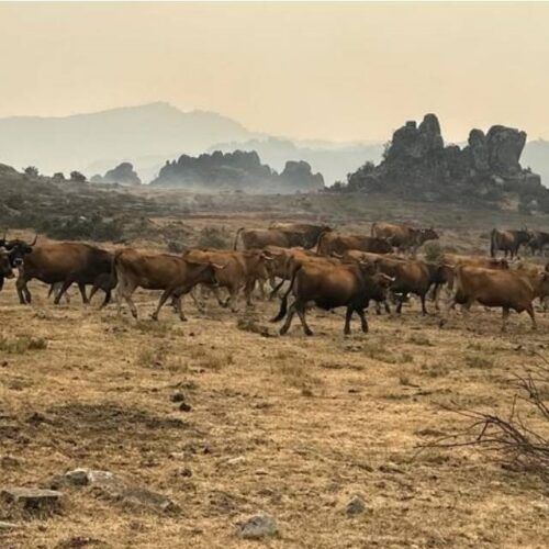 Alimento para o gando da Comarca de Trives