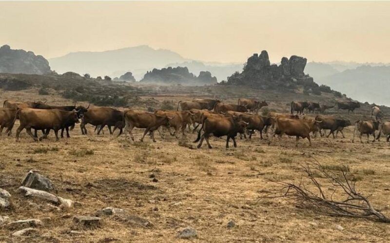 Alimento para o gando da Comarca de Trives