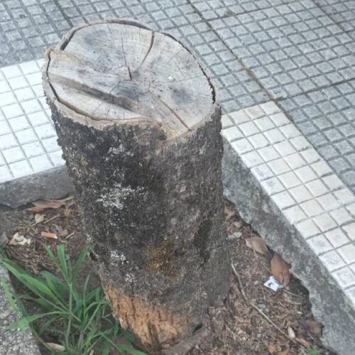 Denuncian mal estado das árbores do centro de Salvaterra