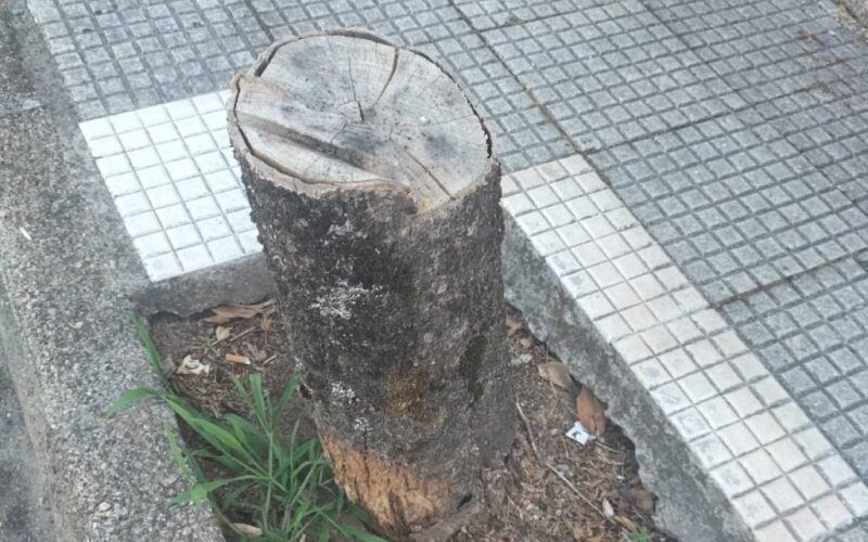 Denuncian mal estado das árbores do centro de Salvaterra