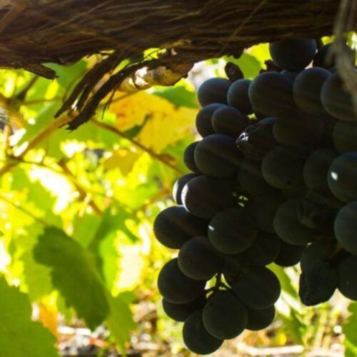 Tres toneladas de uvas recollidas na Ribeira Sacra