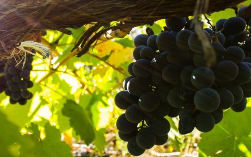 Tres toneladas de uvas recollidas na Ribeira Sacra