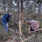 As Comunidades de Montes de Ponteareas e Arcos organizan unha xornada ambiental para a eliminación de flora invasora