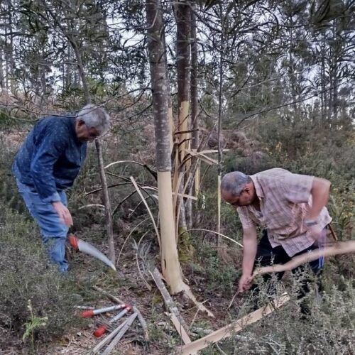 As Comunidades de Montes de Ponteareas e Arcos organizan unha xornada ambiental para a eliminación de flora invasora