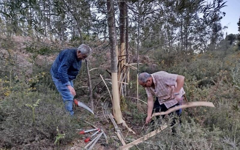 As Comunidades de Montes de Ponteareas e Arcos organizan unha xornada ambiental para a eliminación de flora invasora