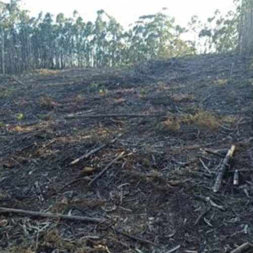 Denuncian danos ao Monte Faro en Sanxenxo