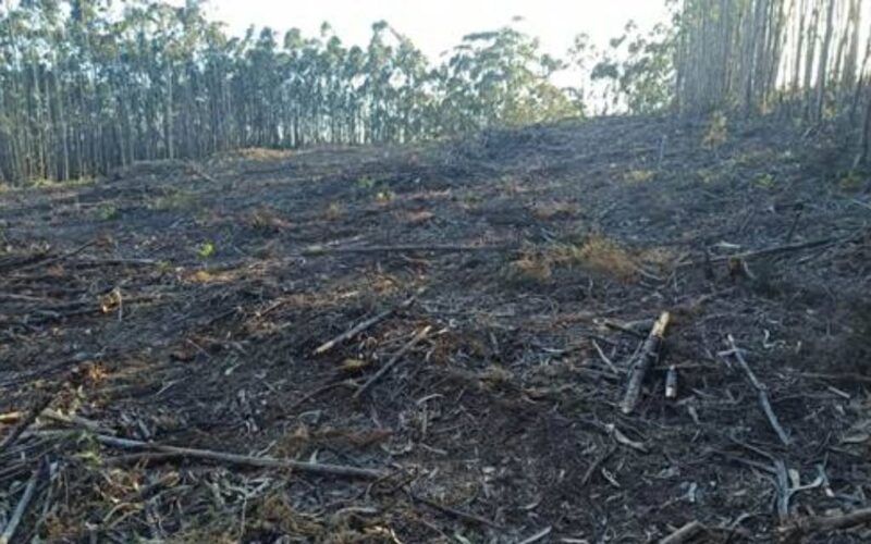 Denuncian danos ao Monte Faro en Sanxenxo