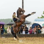 A concentración cabalar de San Bartolomeu en Tui contou cun campión de España