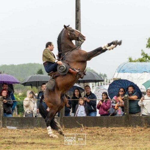 A concentración cabalar de San Bartolomeu en Tui contou cun campión de España