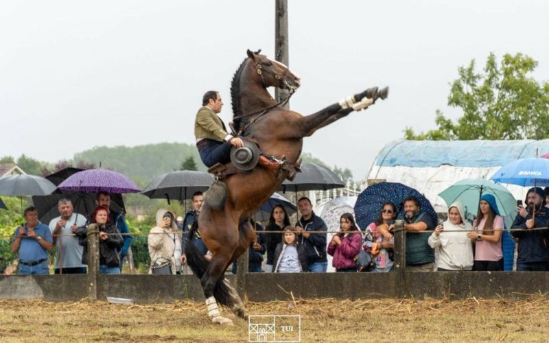A concentración cabalar de San Bartolomeu en Tui contou cun campión de España