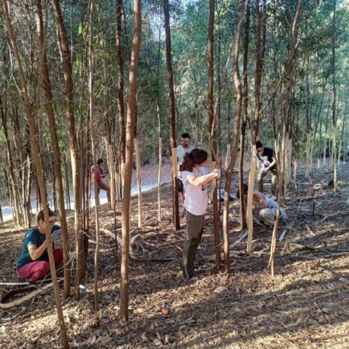 Voluntariado no Monte da Picaraña