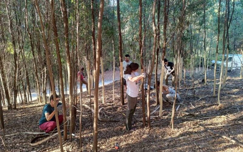 Voluntariado no Monte da Picaraña